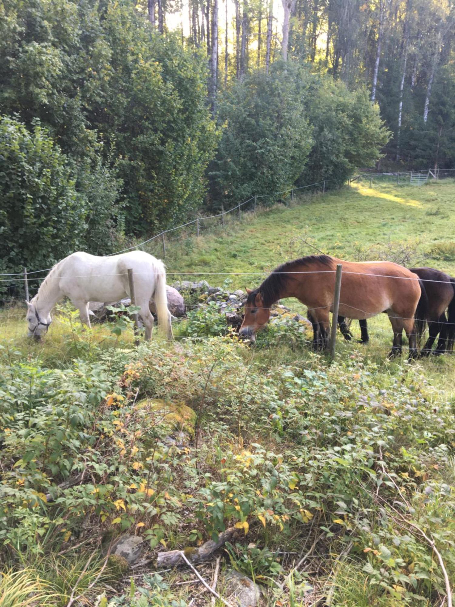 Henneviken Bnb Ed ภายนอก รูปภาพ